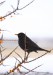 Kos černý (Ptáci), Turdus merula (Aves)